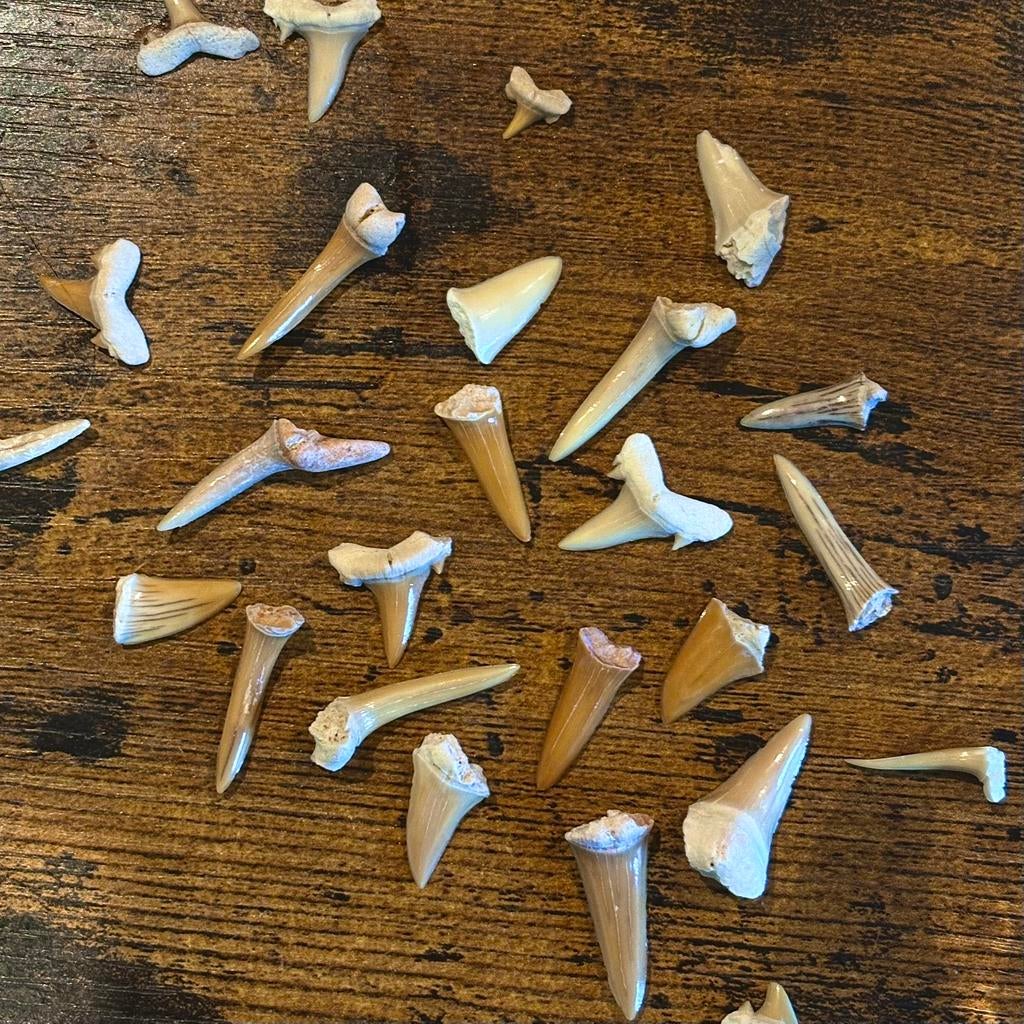 Fossiele haaientanden (10 voor €2,50), Ophalen of Verzenden, Fossiel