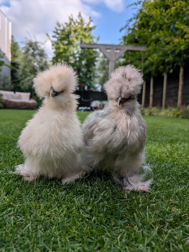 2 amerikaanse usa zijdehoen hanen, Dieren en Toebehoren, Pluimvee, Meerdere dieren, Kip