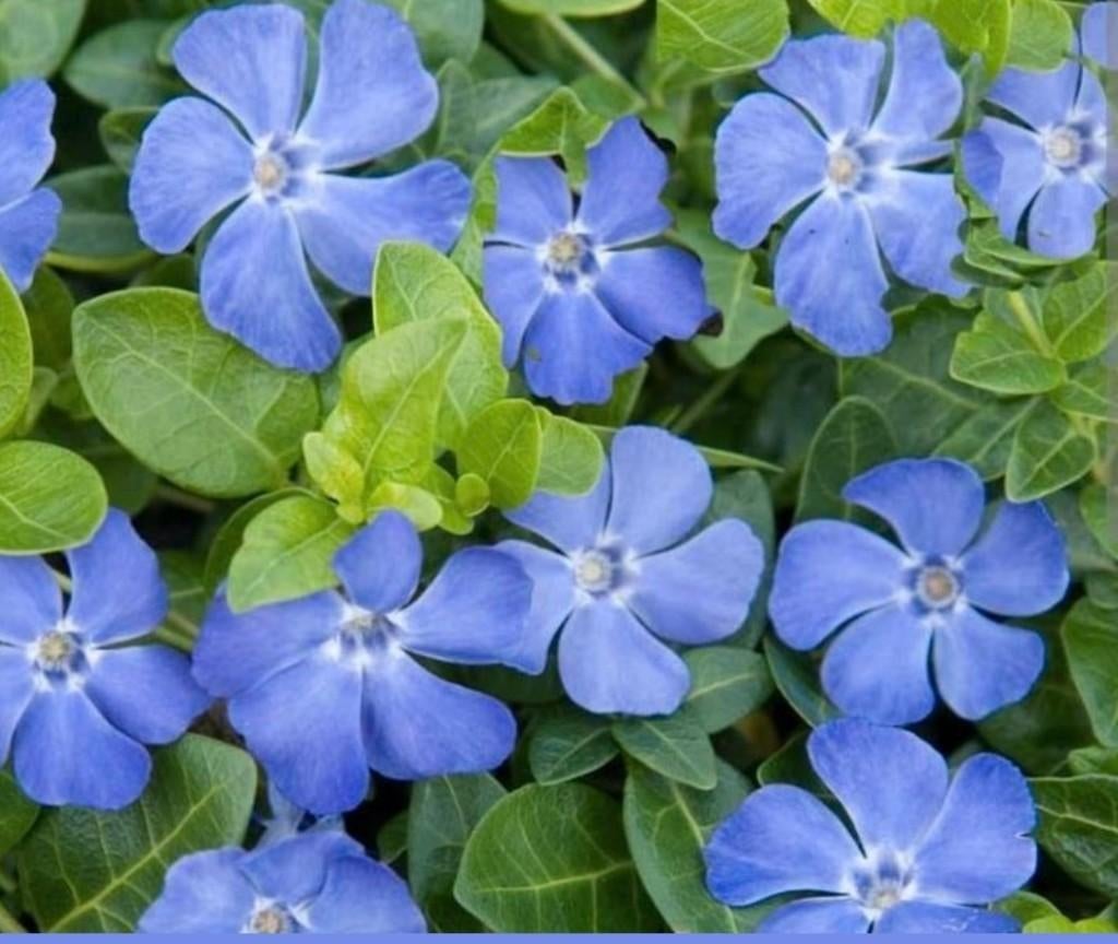 ACTIE nu €1,00 vinca minor maagdenpalm in 3 kleuren, Ophalen of Verzenden, Overige soorten, Volle zon