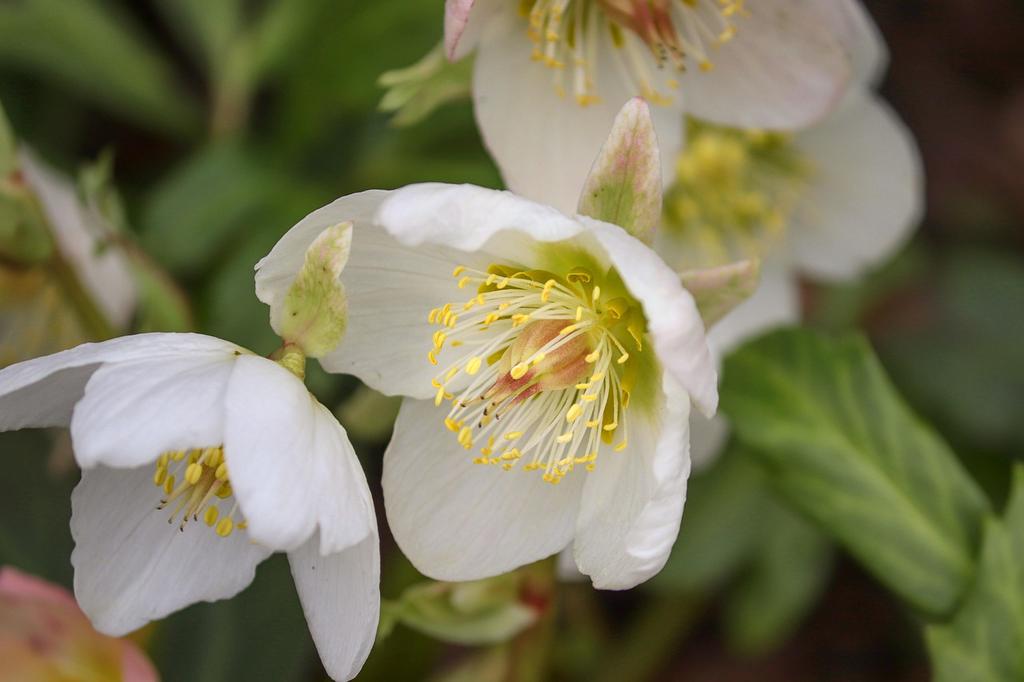 Helleborus niger / Kerstroos P9 pot, Ophalen of Verzenden, Overige soorten, Halfschaduw