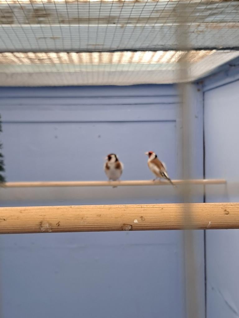 Super  mooi  koppel  putters  van  24 en 25, Dieren en Toebehoren, Vogels | Overige Vogels, Meerdere dieren, Wildzangvogel