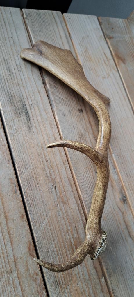 Herten gewei, damhert, afwerpstang, Ophalen of Verzenden, Zo goed als nieuw