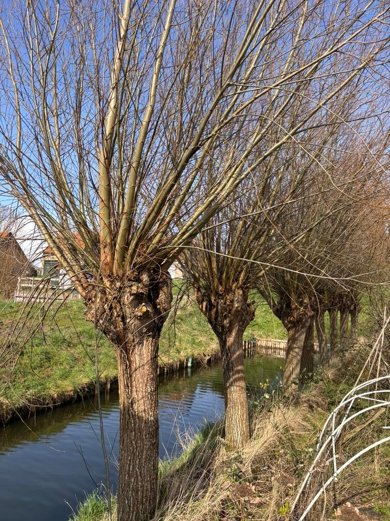 Wilgentakken gratis af te halen, Ophalen, Volle zon, Overige soorten