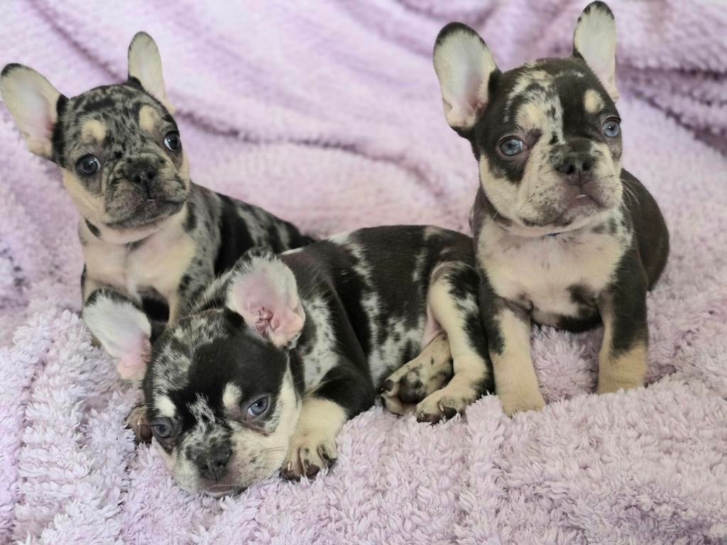 Franse Bulldog pups – klaar voor nieuw thuis, Parvo, Overige rassen, 8 tot 15 weken, Meerdere