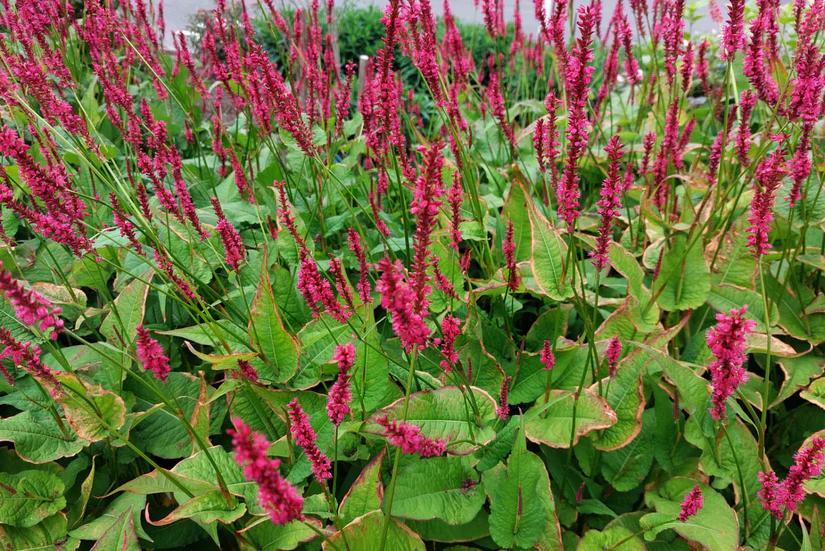 Persicaria amplexicaulis 'Speciosa' / Duizendknoop P9 pot, Tuin en Terras, Planten | Tuinplanten, Ophalen of Verzenden, Vaste plant