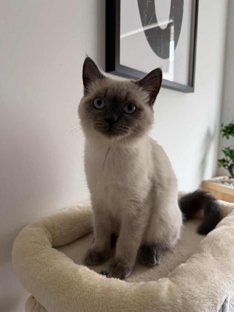 Britse korthaar / Siamees mix – blauwe ogen – 5 maanden, Kater, Ontwormd, 0 tot 2 jaar
