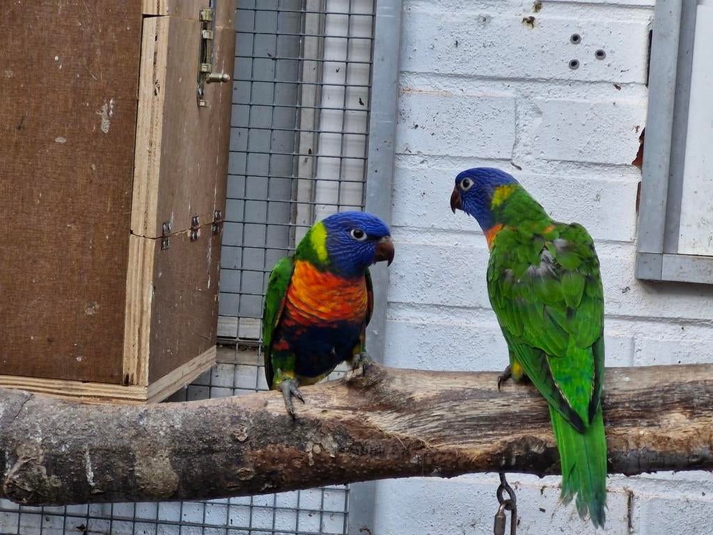 1 jonge lori van de blauwe bergen, Vrouwelijk, Papegaai, Geringd