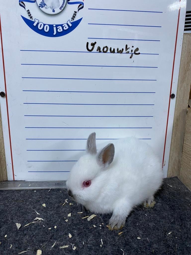 Jonge kleurdwergen Rus tekening, Dieren en Toebehoren, Konijnen, Meerdere dieren, Dwerg