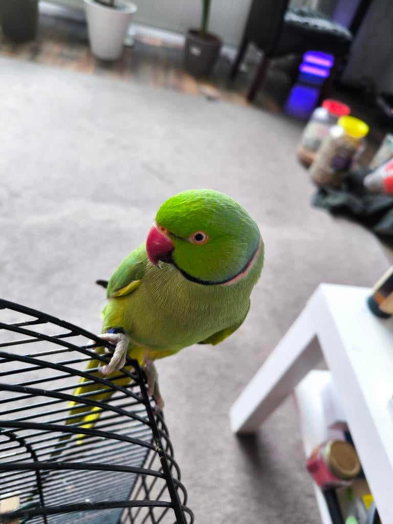 Halsbandparkieten, Meerdere dieren, Parkiet