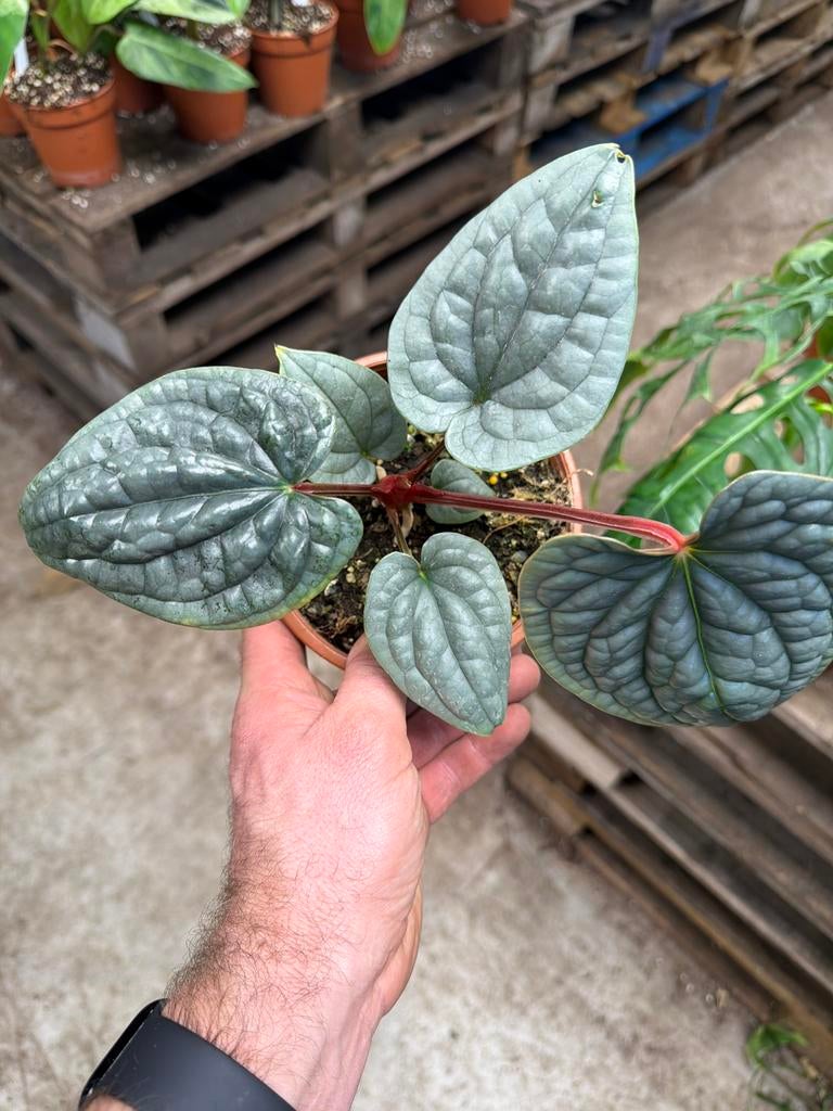 Anthurium luxurians - Exotische kamerplant - Pot 14 cm, Overige soorten, In pot, Minder dan 100 cm, Groene kamerplant