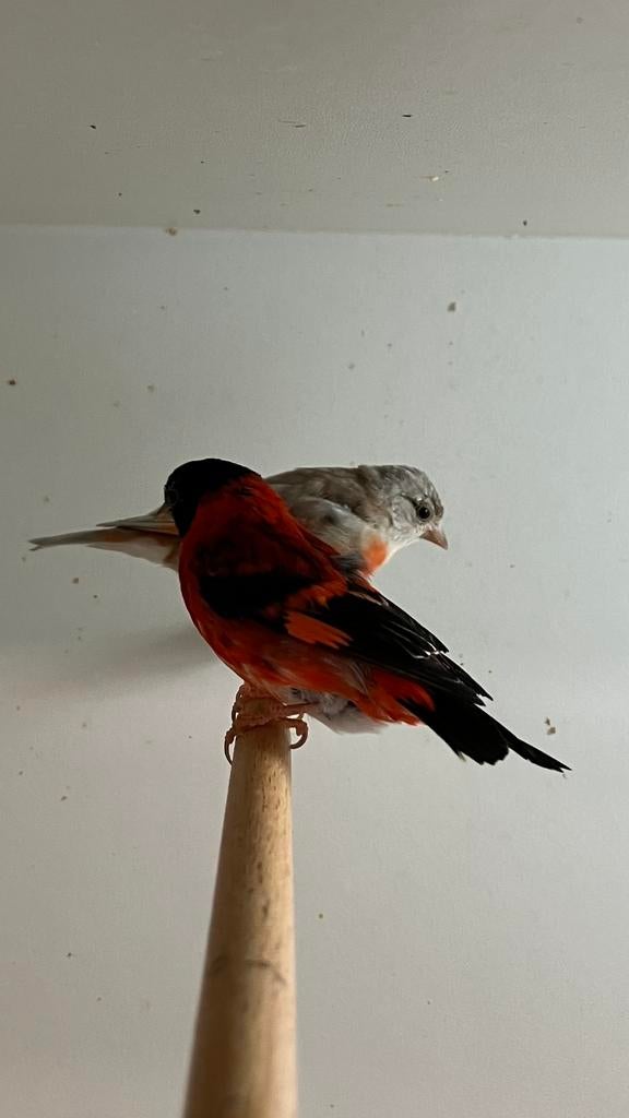 Kapoetsensijs, Meerdere dieren, Geringd