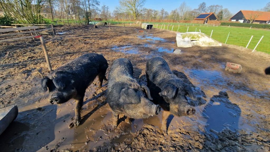 3 mooie mangalitza x duroc zeugen T.e.a.b., Dieren en Toebehoren, Schapen, Geiten en Varkens, Mannelijk, Varken, 3 tot 5 jaar