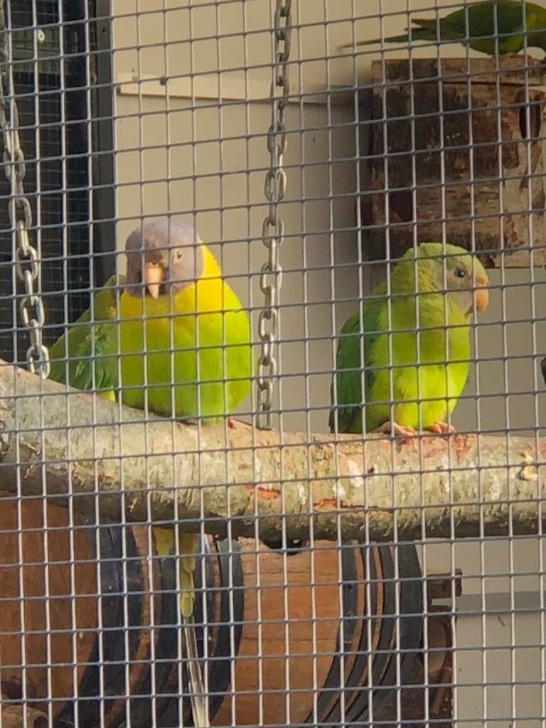 Pruimkop parkieten, Dieren en Toebehoren, Vogels | Parkieten en Papegaaien, Geslacht onbekend, Parkiet