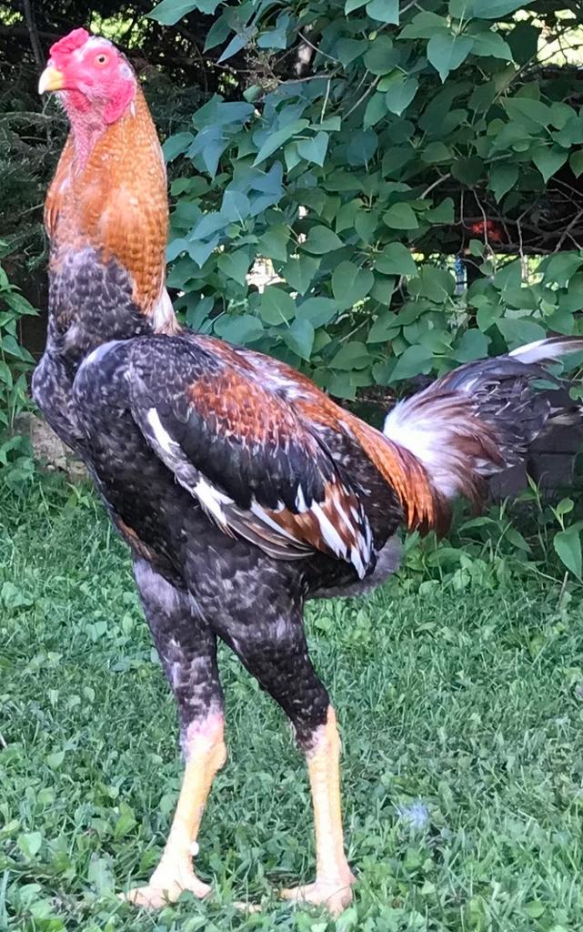 Gezocht Indio Gigante kippen/fok toom/ broedeieren, Dieren en Toebehoren, Pluimvee