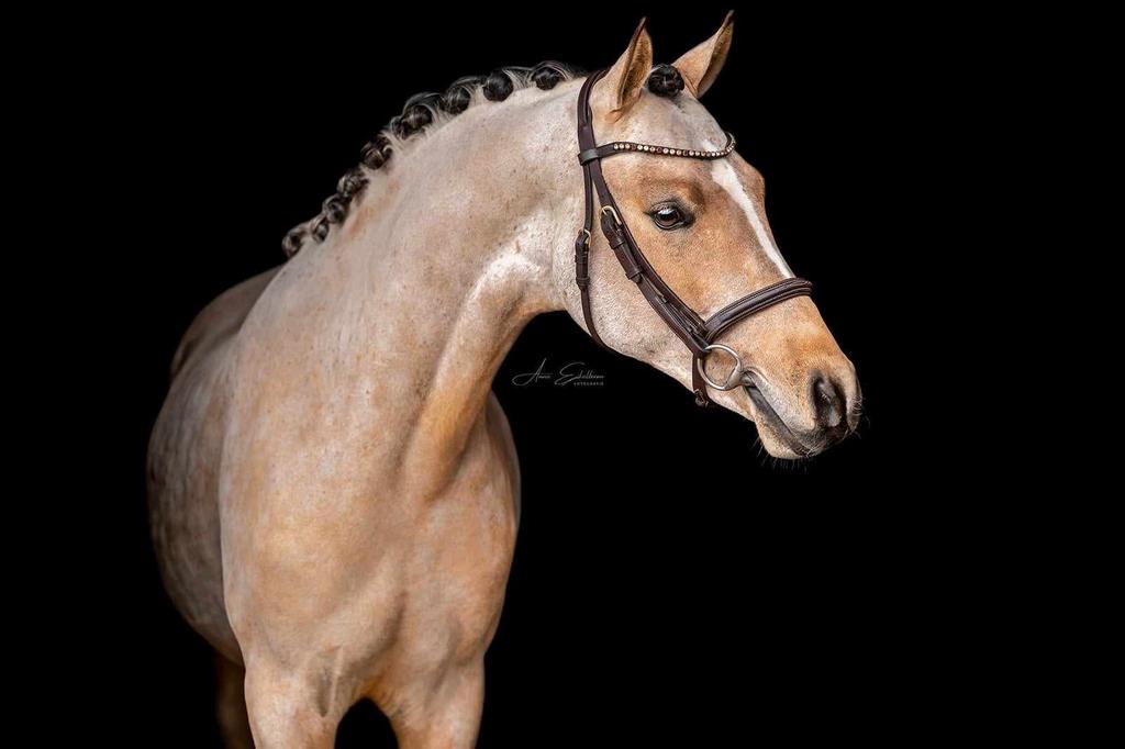 Valk hengst ter dekking, Hengst