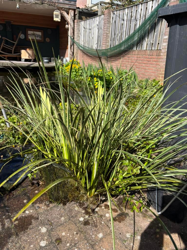 Vijverplanten  in mand, Tuin en Terras, Ophalen, Zo goed als nieuw