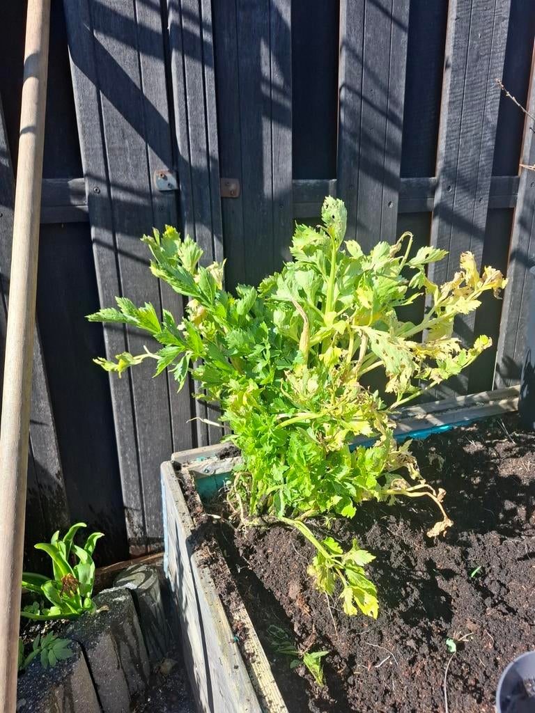 Verse Selderijplant - Ideaal voor moestuin of balkon, Tuin en Terras, Planten | Tuinplanten, Ophalen, Volle zon, Groenteplanten