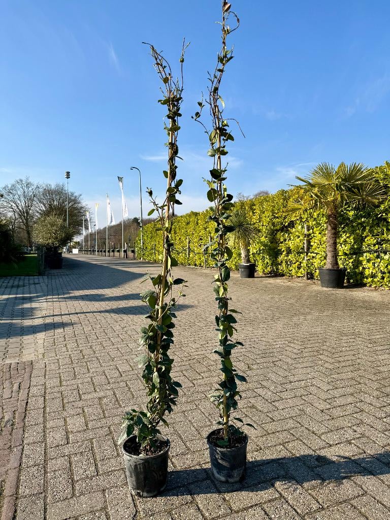 Toscaanse jasmijn 2 stuks €30, alleen afhaal Op=Op 180/200cm, Tuin en Terras, Planten | Tuinplanten, Ophalen, Volle zon, Vaste plant