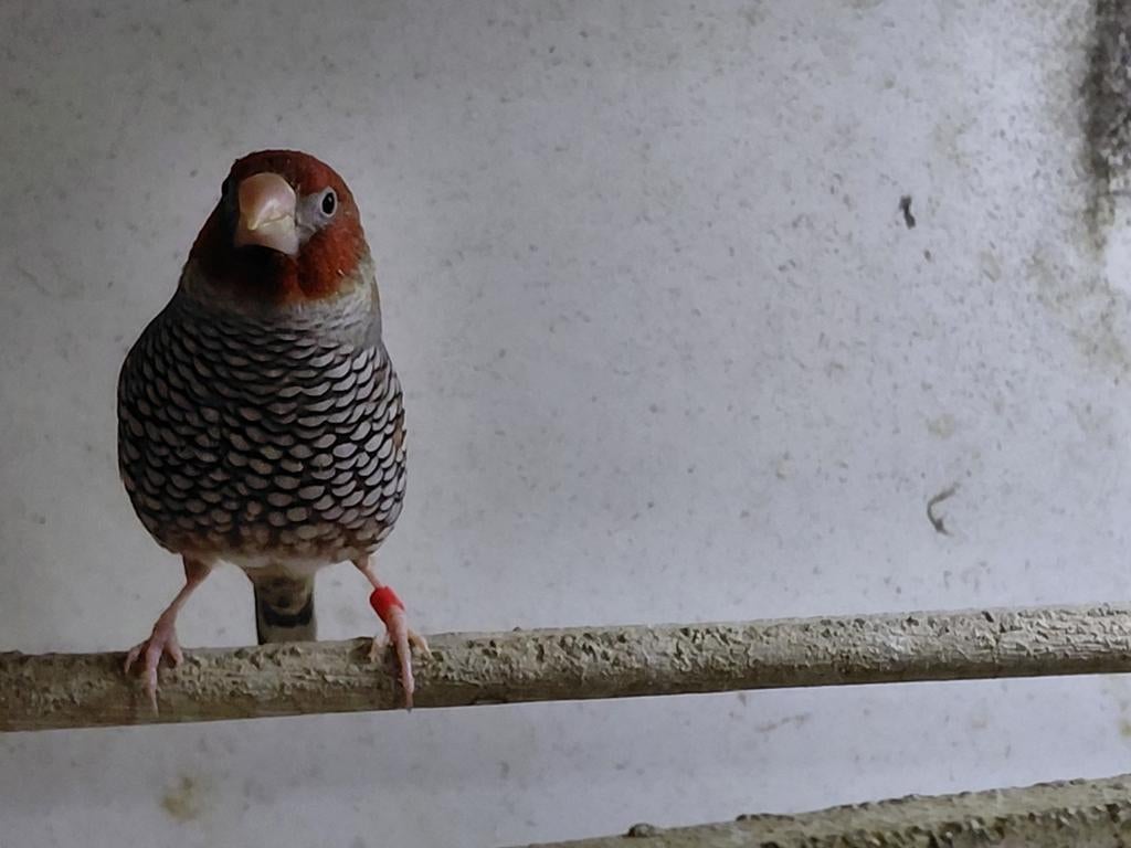 Roodkop amadine, Mannelijk