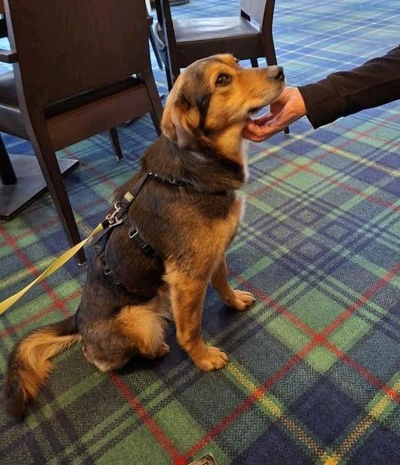 Ter adoptie  zachtaardige  JUNE ️ ♀️, Dieren en Toebehoren, Honden | Niet-rashonden, Middel, Teef, Particulier, Eén hond, Buitenland