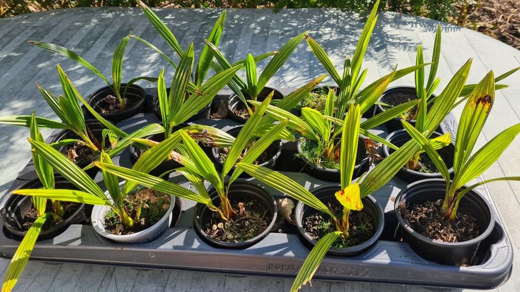 Zaailingen winterharde palm, Ophalen of Verzenden, Overige soorten, Volle zon