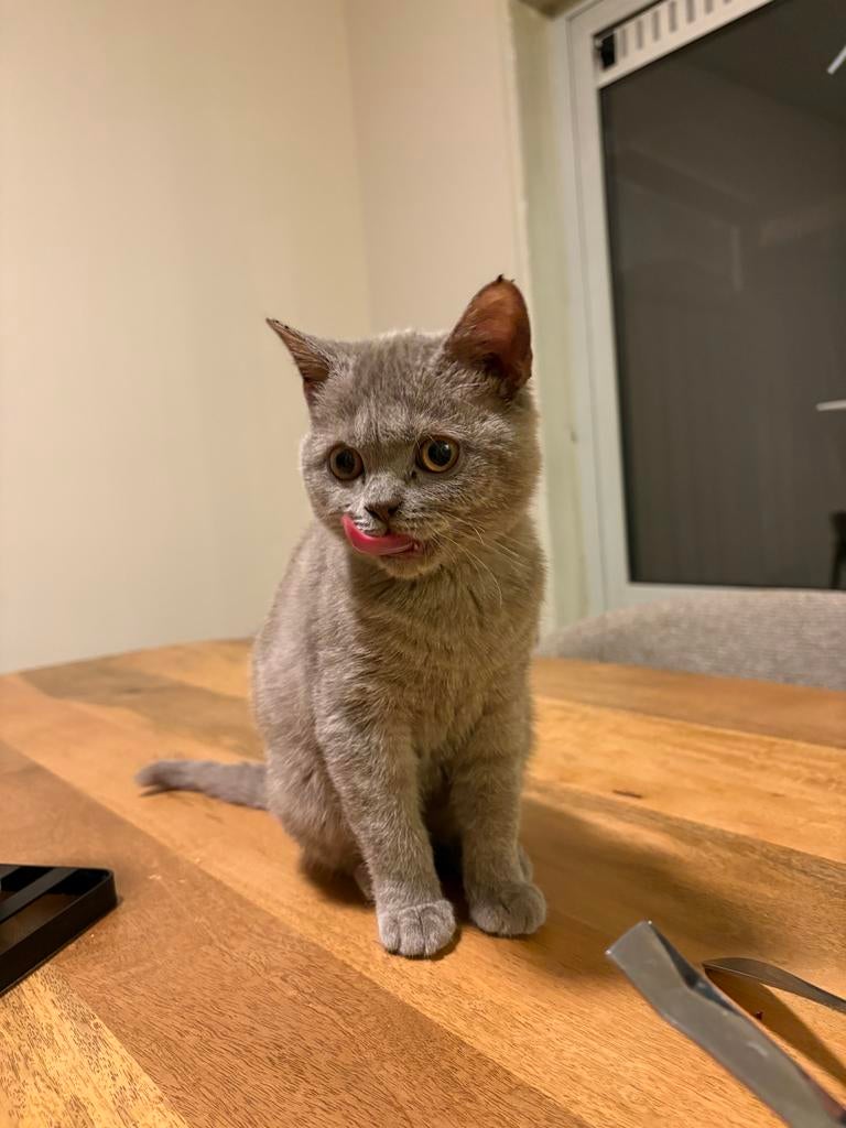 Britse Korthaar kitten te koop, Poes, Ontwormd, 0 tot 2 jaar