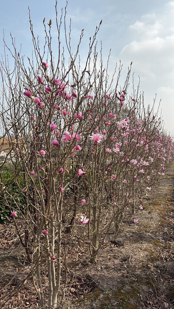 Magnolia Meerstammige tulpenboom in maten leverbaar, Tuin en Terras, Planten | Bomen, Ophalen of Verzenden, Lente, Volle zon, Overige soorten