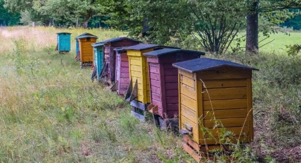 Gezocht bijenvolk carnica en / of buckfast, Dieren en Toebehoren, Insecten en Spinnen, Bijen