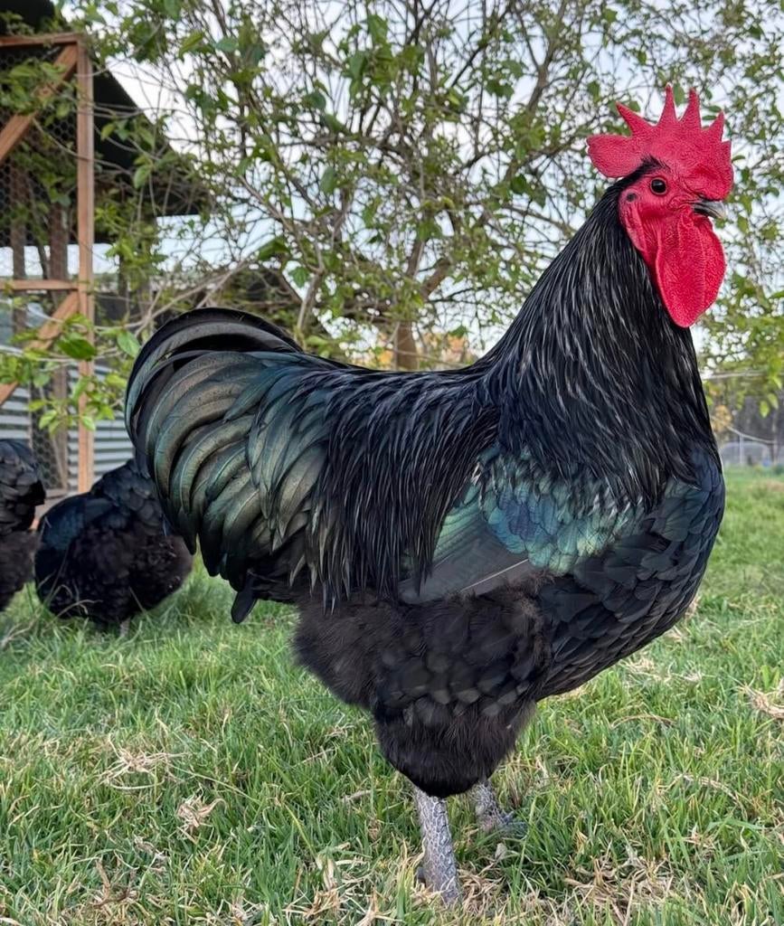 Australorp broedeieren, Dieren en Toebehoren, Geslacht onbekend, Kip