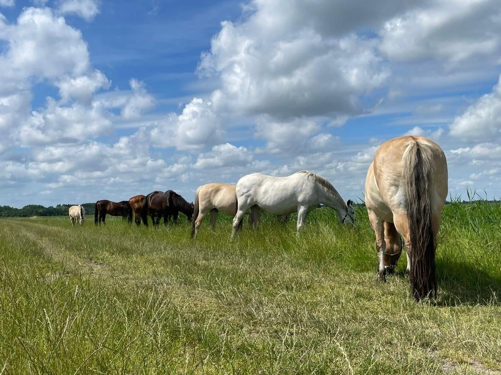 Kleinschalig paddock paradise, plek voor 1 a 2 paarden, Dieren en Toebehoren, Weidegang, 2 of 3 paarden of pony's