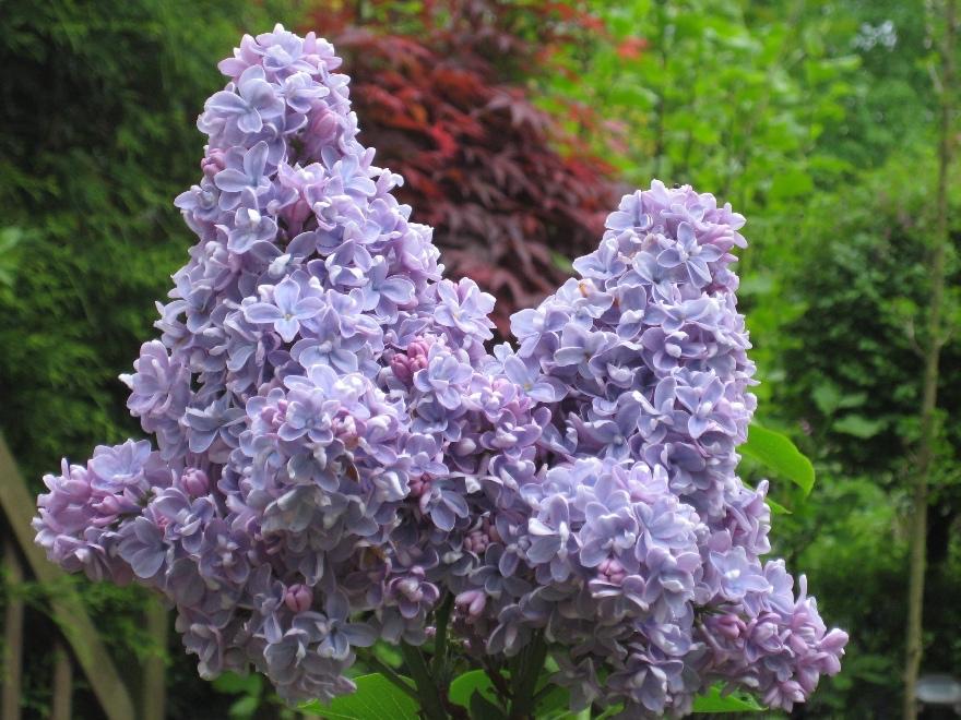 Sering paars - struik 220cm hoog, Tuin en Terras, Volle zon, Vaste plant, Lente, Ophalen