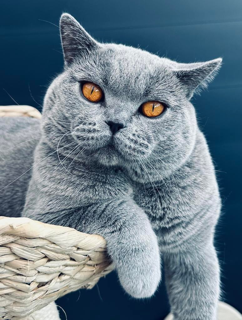 Dekkater Brits Korthaar met stamboom |bloedgroep B | ERVAREN, Dieren en Toebehoren, Katten en Kittens | Dekkaters