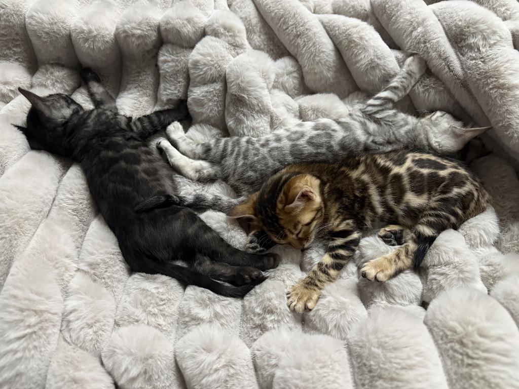 Bengal kittens, Dieren en Toebehoren, Poes, Gechipt, 0 tot 2 jaar