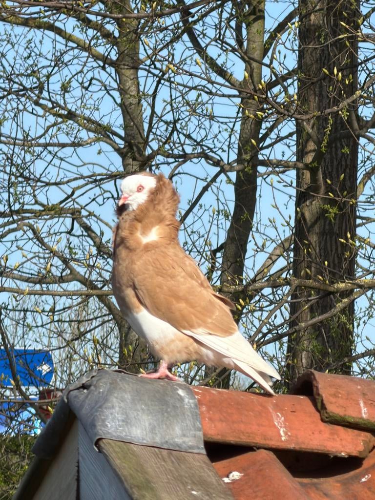 Kapucijner duiven, Dieren en Toebehoren, Vogels | Duiven, Meerdere dieren, Overige soorten