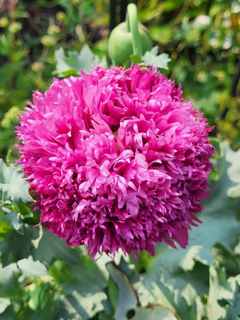 Zaden Papaver lilapaars gevuld, Verzenden, Volle zon