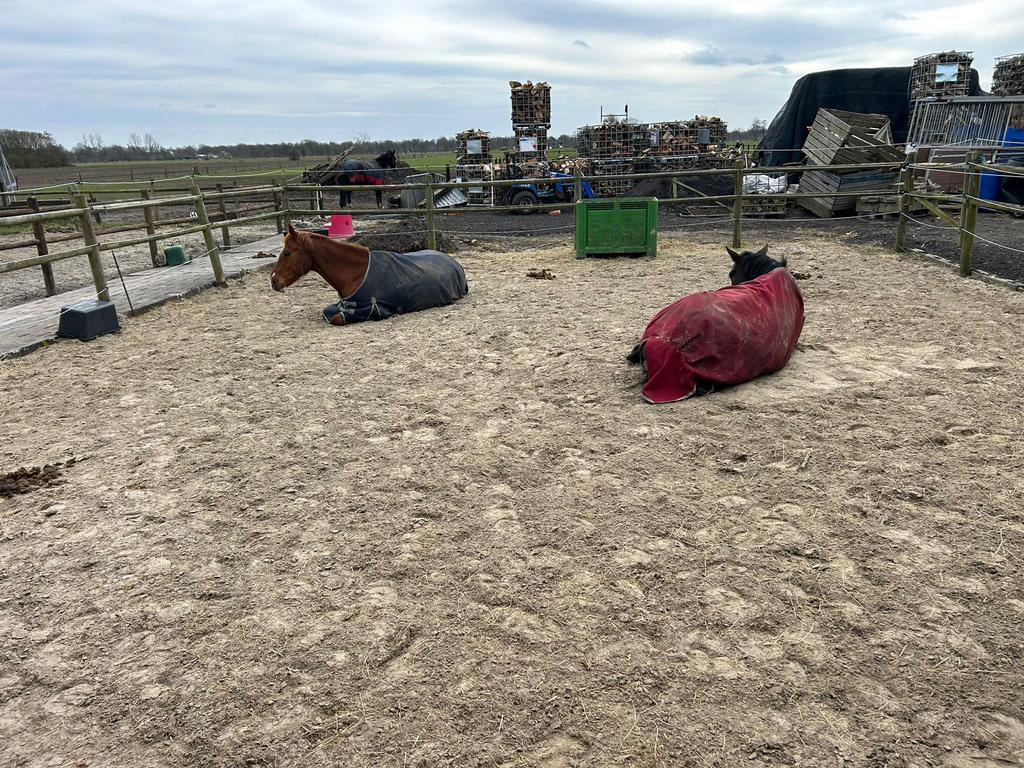 Verzorgen gezocht lease bijrijder verzorgpaard aangeboden, Ophalen of Verzenden