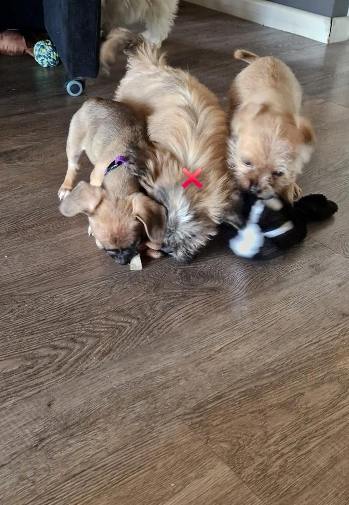 Leuke speelse kruising pups, 8 tot 15 weken, Meerdere, Meerdere dieren, Klein