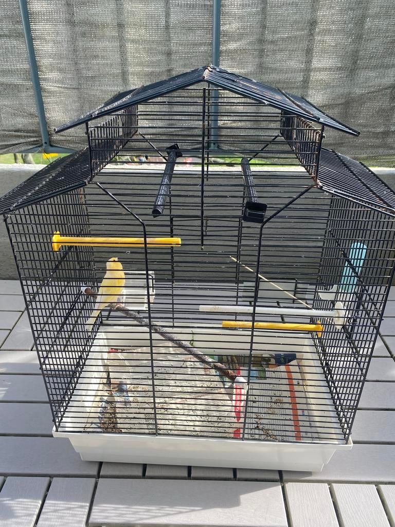 Kanarie met kooi, Dieren en Toebehoren, Vogels | Kanaries, Vrouwelijk