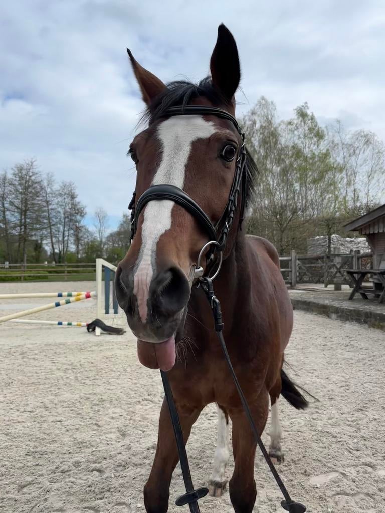 Zwart hoofdstel, Dieren en Toebehoren, Ophalen of Verzenden, Dressuur
