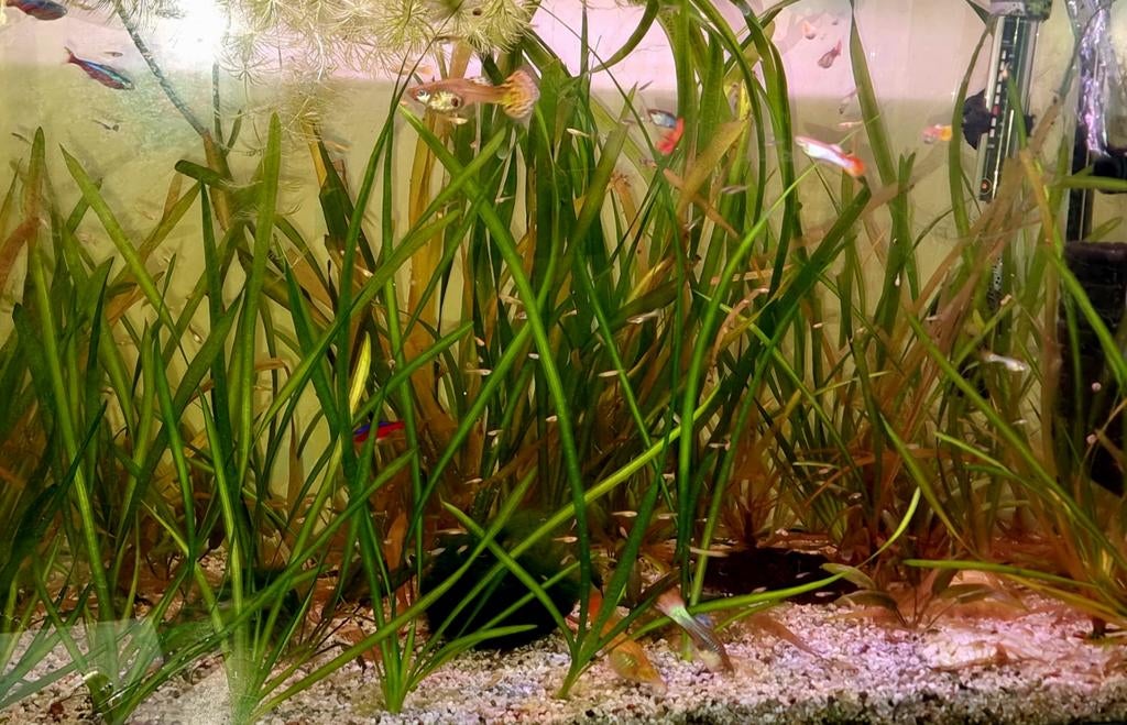 Gezonde guppies, Dieren en Toebehoren, Vissen | Aquaria en Toebehoren, Ophalen, Plant(en), Steen of Hout