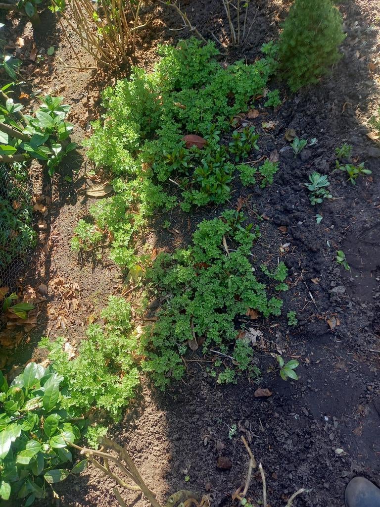 VASTE PLANT GROEN BLIJVENDE  HERFST ASTERS  BLOEI SEPT/OKT, Ophalen of Verzenden