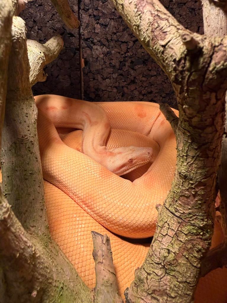 Boa constricor man Boa Constrictor - male for sale from JoshuaZ