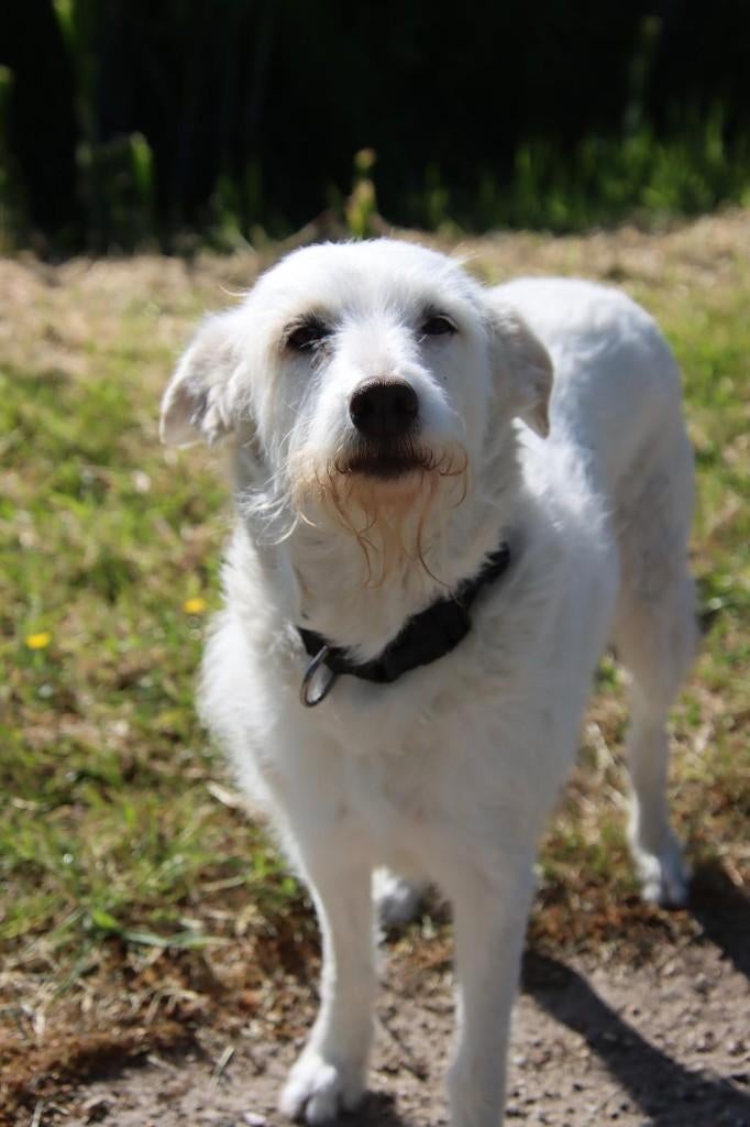 hondenoppas, huisdier oppas aangeboden, Dieren en Toebehoren, Ophalen of Verzenden