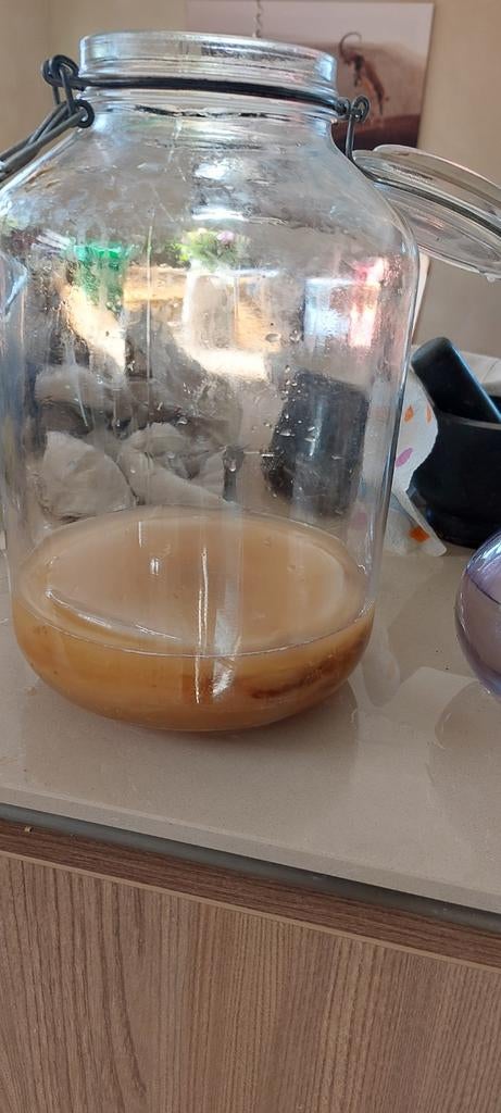 Kombucha paddestoelen, Ophalen