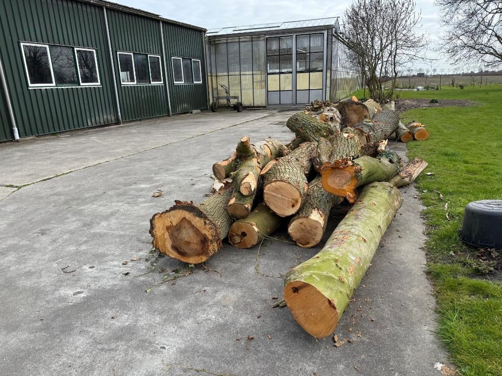Brandhout stamhout kachelhout stammen, 6 m³ of meer, Ophalen, Stammen