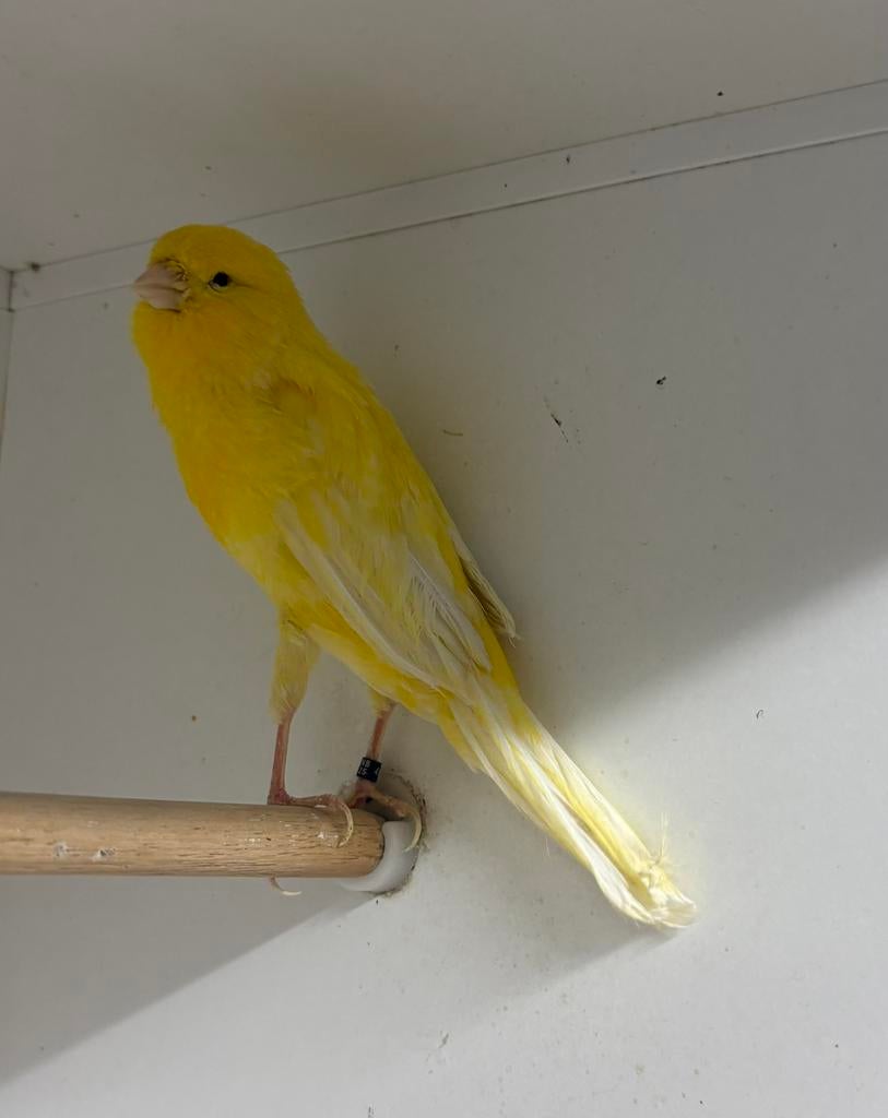 Te koop Yorkshire kanarie man, Dieren en Toebehoren, Vogels | Kanaries, Mannelijk, Postuurkanarie