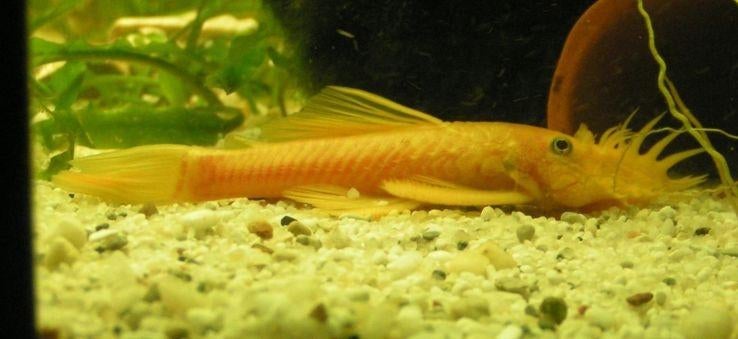 L144, Vis, Zoetwatervis, Schoolvis