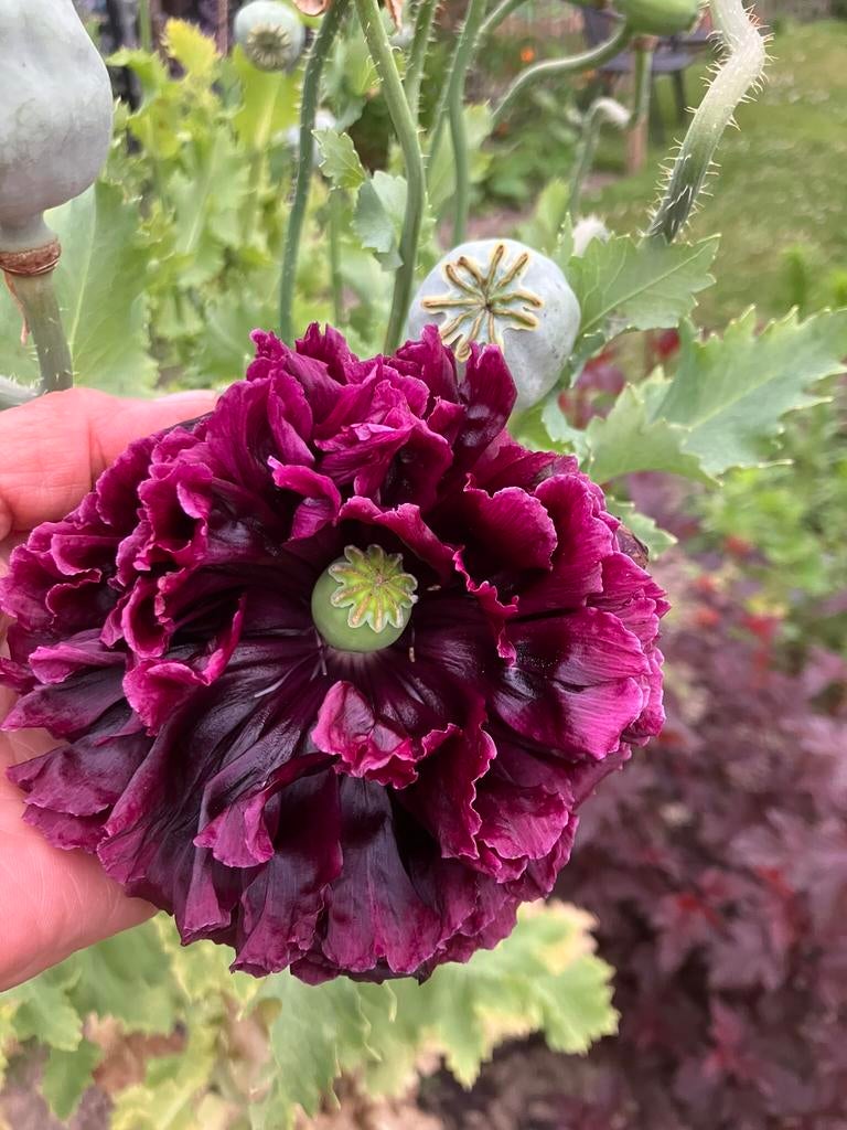 Bloemenzaden Papaver ‘bordeaux’., Ophalen of Verzenden, Zaad