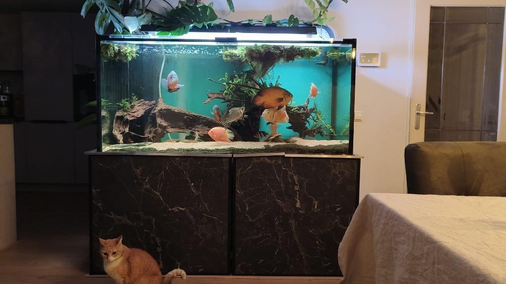 Aquarium met inhoud, Ophalen, Inclusief vissen, Gebruikt, Gevuld zoetwateraquarium