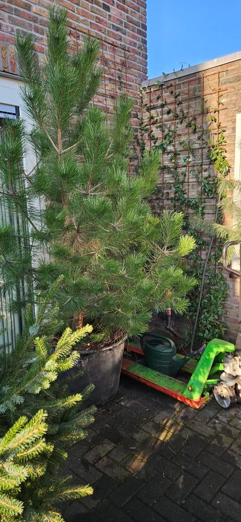 Gezocht schoon.maakster (Aadorp), Ophalen of Verzenden, Mop of Dweil